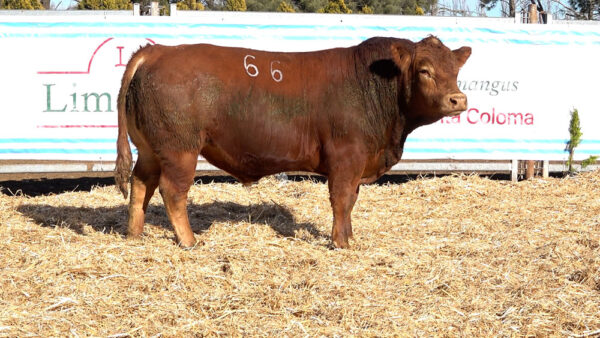 CORRAL 08 – MF. 66