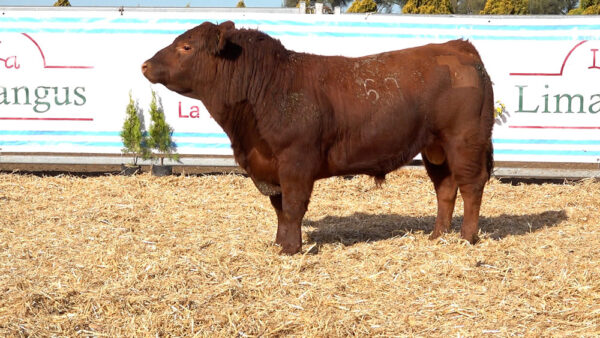 CORRAL 24 – MF. 67