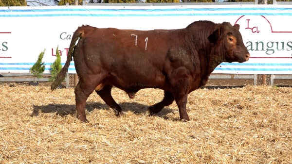 CORRAL 15 – MF. 71