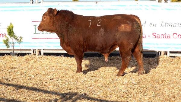 CORRAL 32 – MF. 72
