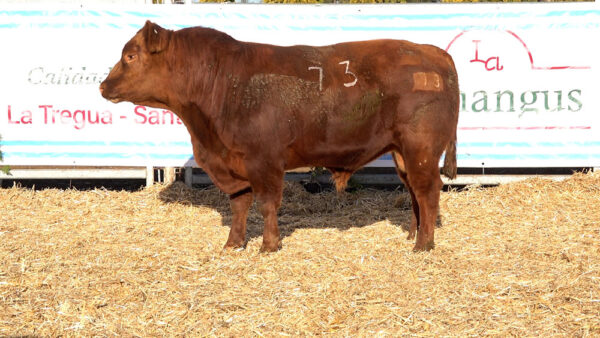 CORRAL 45 – MF. 73