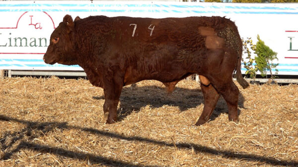 CORRAL 41 – MF. 74
