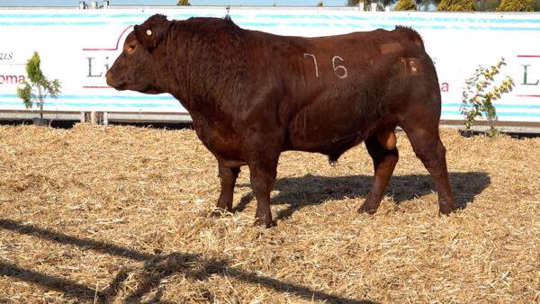CORRAL 28 – MF. 76