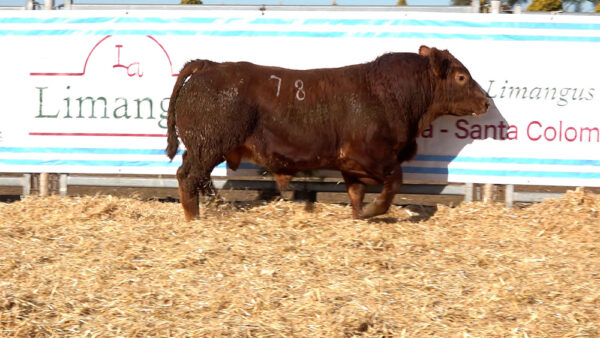 CORRAL 23 – MF. 78