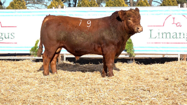 CORRAL 05 – MF. 79