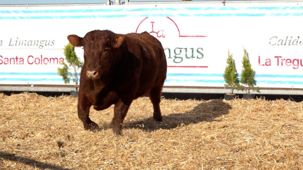 CORRAL 29 – MF. 81