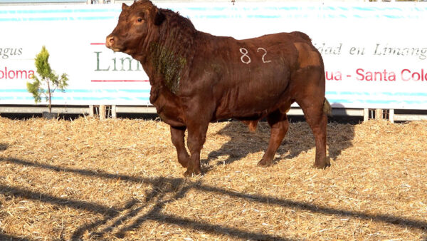 CORRAL 46 – MF. 82