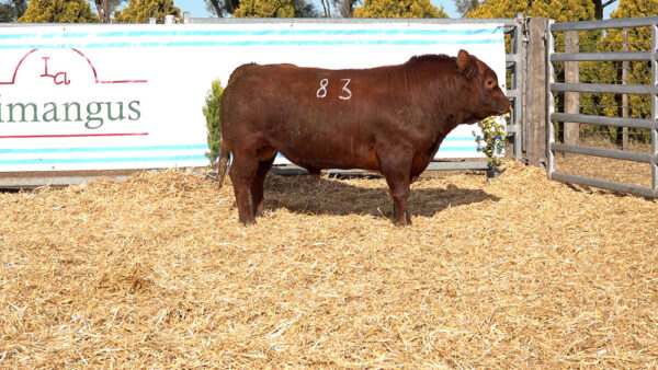 CORRAL 24 – MF. 83