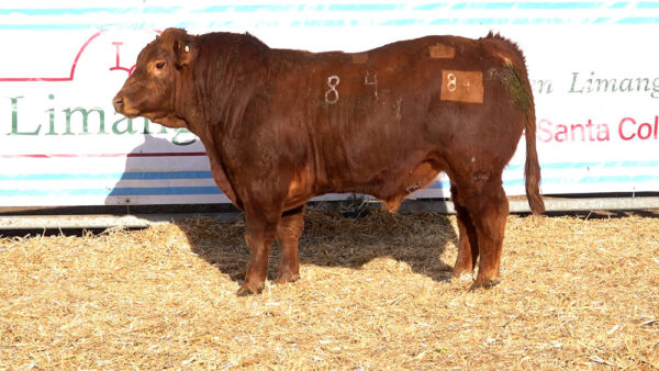 CORRAL 31 – MF. 84