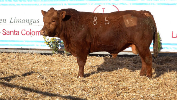 CORRAL 40 – MF. 85