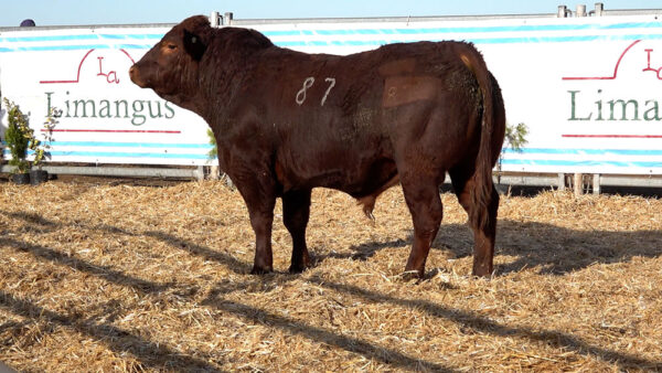 CORRAL 30 – MF. 87