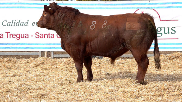CORRAL 20 – MF. 88