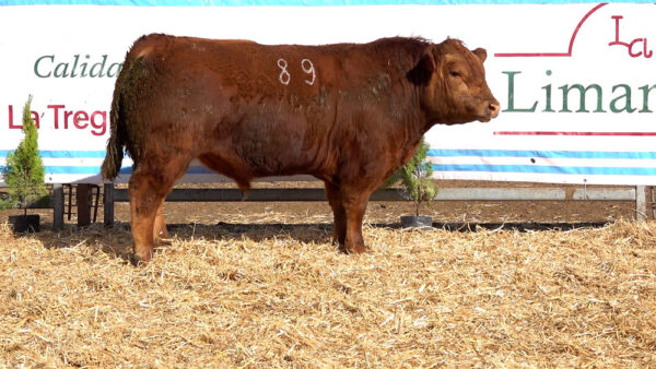 CORRAL 15 – MF. 89