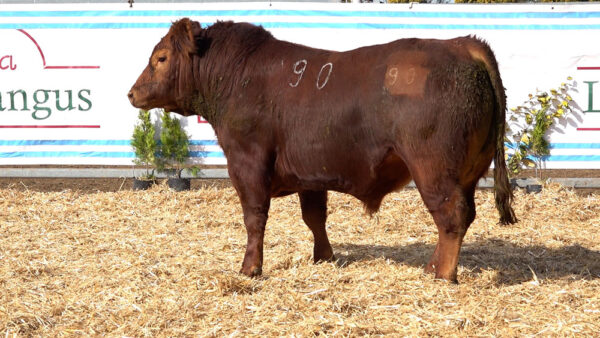 CORRAL 20 – MF. 90