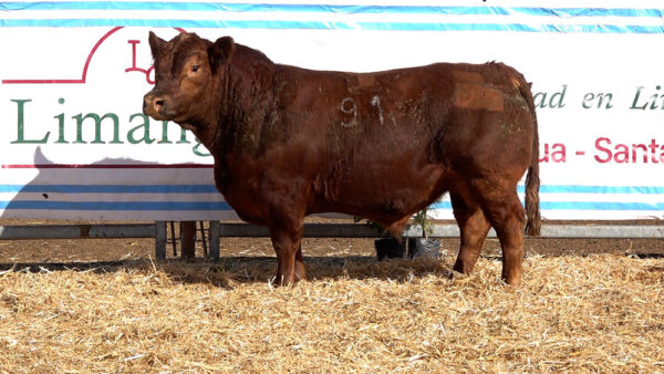 CORRAL 15 – MF. 91