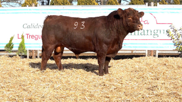 CORRAL 09 – MF. 93