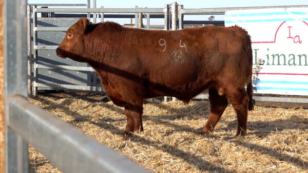 CORRAL 31 – MF. 94