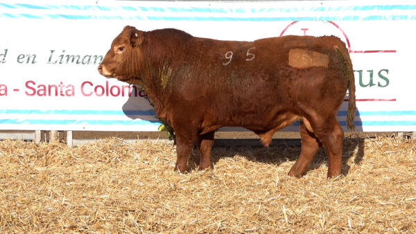 CORRAL 36 – MF. 95