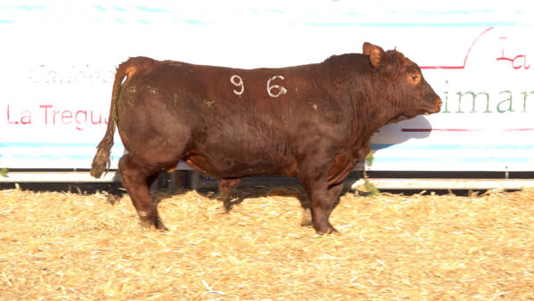 CORRAL 46 – MF. 96