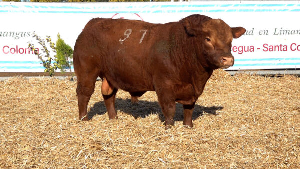 CORRAL 37 – MF. 97