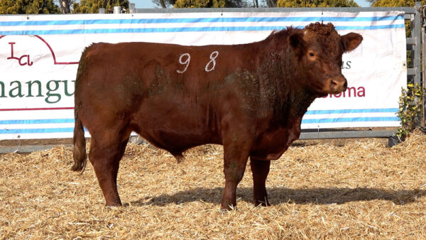 CORRAL 20 – MF. 98