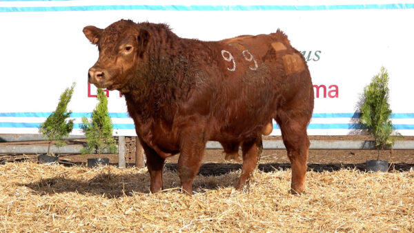 CORRAL 13 – MF. 99
