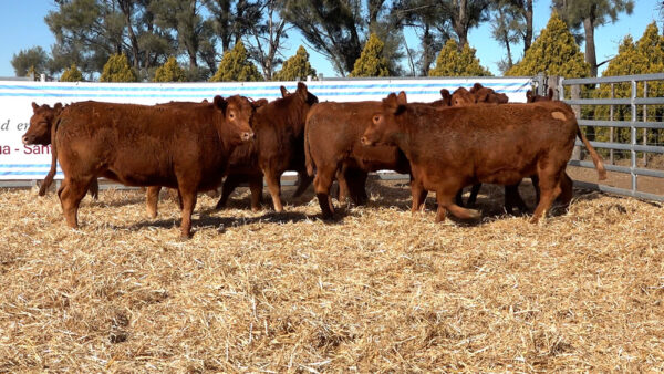 CORRAL 01 – 10 VAQUILLONAS