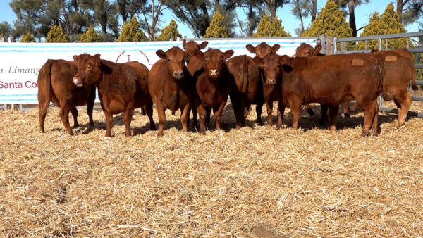 CORRAL 12 – 10 VAQUILLONAS