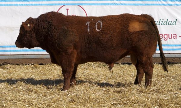 CORRAL 11 - N. 10