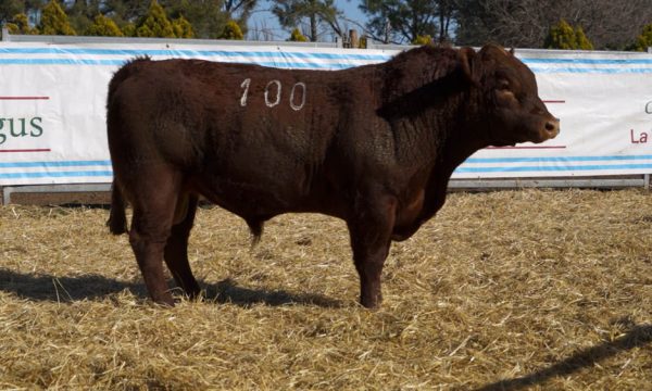 CORRAL 06 - N. 100