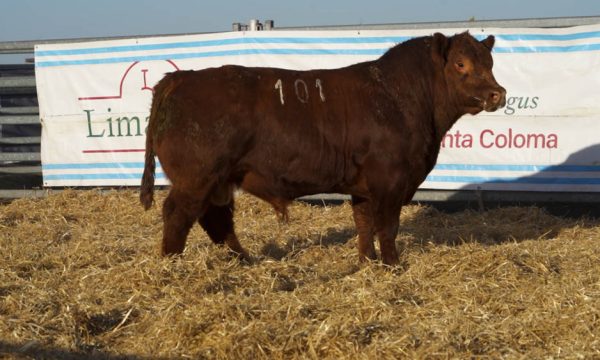 CORRAL 24 - N. 101