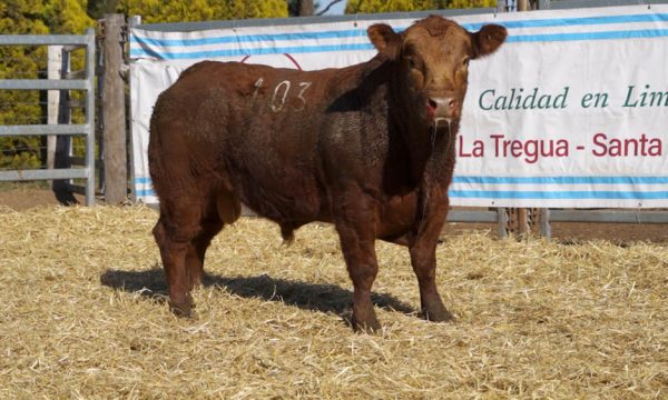 CORRAL 49 - N. 103