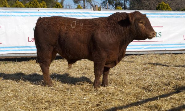 CORRAL 37 - N. 104