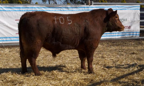 CORRAL 49 - N. 105