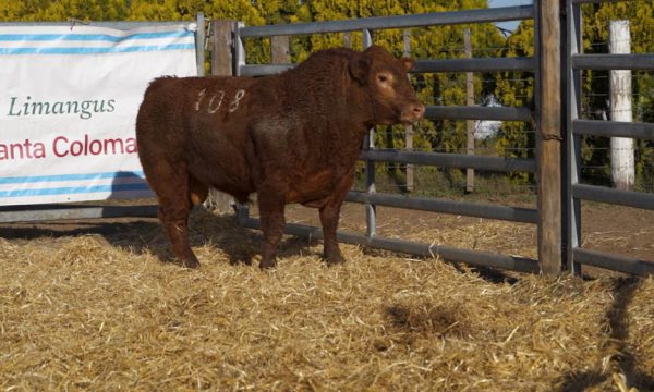 CORRAL 19 - N. 108