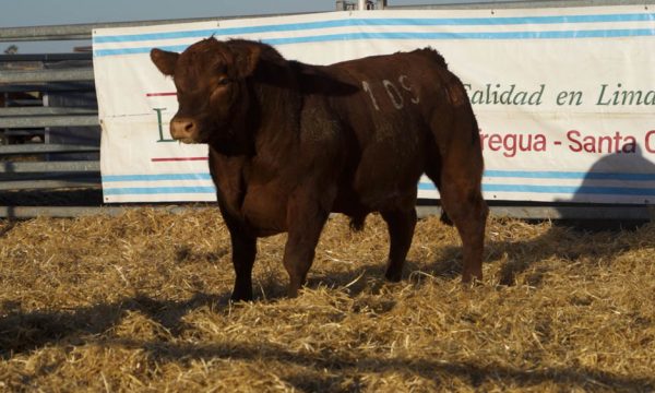 CORRAL 30 - N. 109