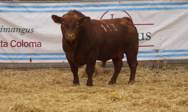 CORRAL 28 - N. 113