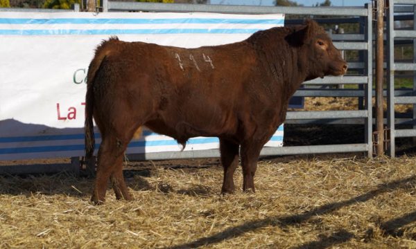 CORRAL 32 - N. 114