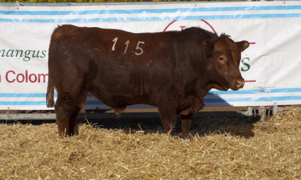 CORRAL 17 - N. 115