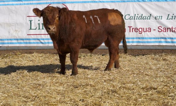 CORRAL 49 - N. 117