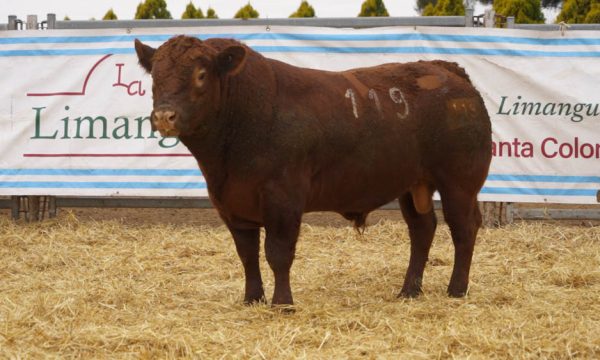 CORRAL 48 - N. 119