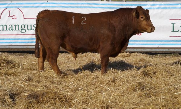 CORRAL 43 - N. 12