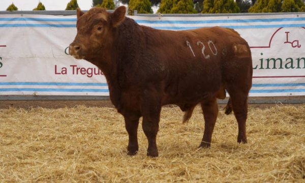 CORRAL 27 - N. 120