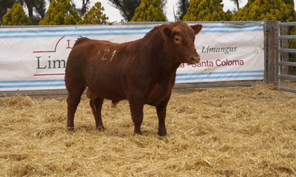 CORRAL 46 - N. 121