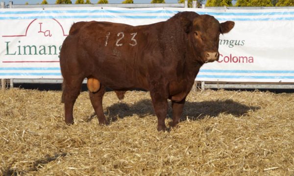 CORRAL 39 - N. 123