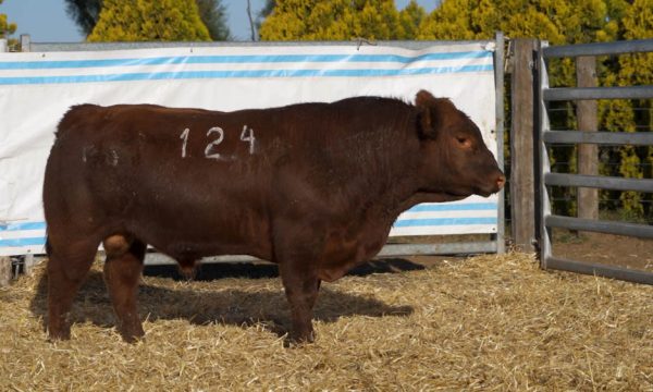 CORRAL 20 - N. 124