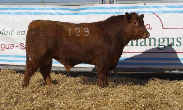 CORRAL 20 - N. 129