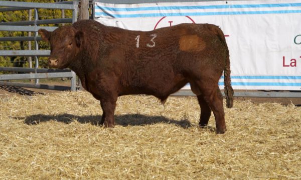 CORRAL 11 - N. 13