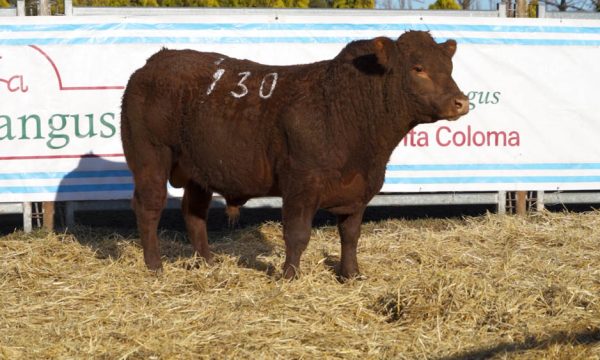 CORRAL 08 - N. 130