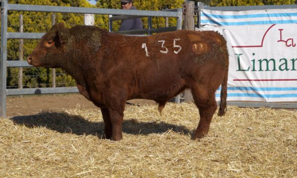 CORRAL 42 - N. 135